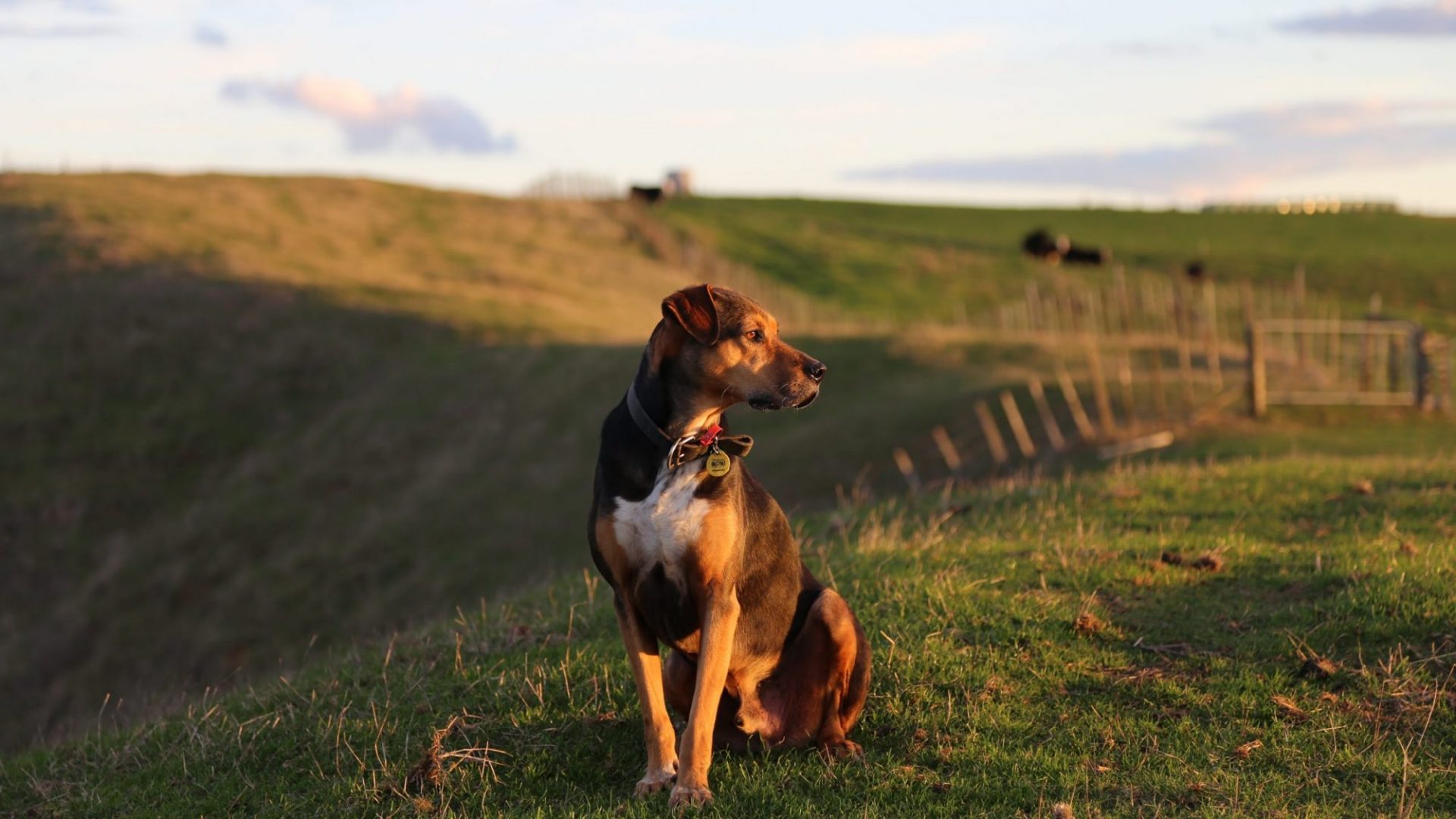 Hunterville Vet Club